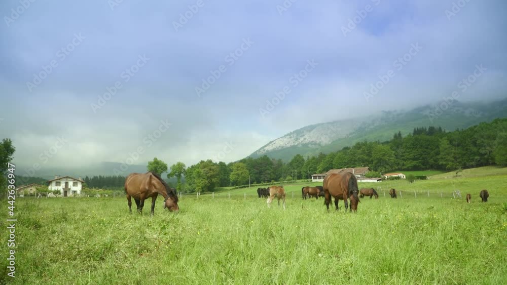 Pair Of Wild Horses Standing On Meadows Of Countryside Under Overcast Sky. - Wide Shot Pair Of Wild Horses Standing On Meadows Of Countryside Under Overcast Sky. - Wide Shot