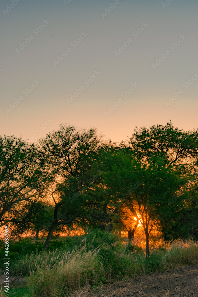 atardecer de verano, sol entre medio de los arboles en campo con la tierra arada