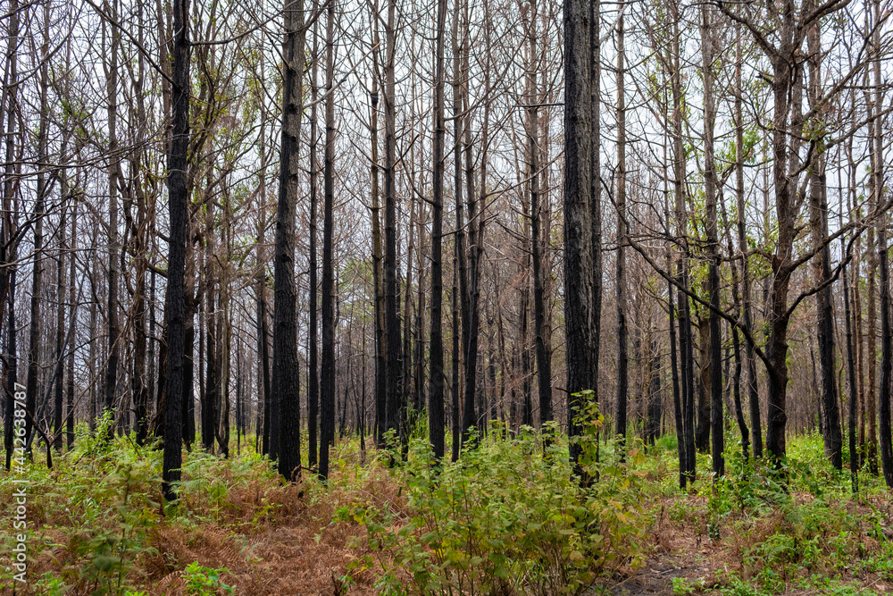 Pine forest Phu kradueng mountain in Loei in Thailand Resurrected after being burn.