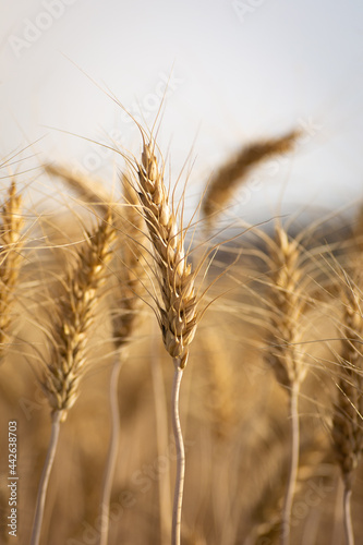 Ears of golden wheat  Agriculture farm and farming concept