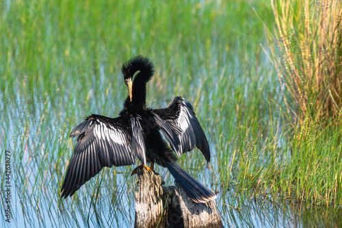 Ahinga preening photo