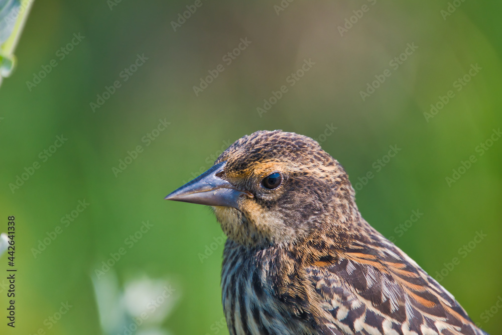 A portrait of a female red-winged blackbird. Burnaby BC Canada
A portrait of a female red-winged blackbird. Burnaby BC Canada