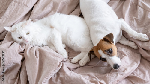 White fluffy cat and dog jack russell terrier lie in bed. Love between pets.