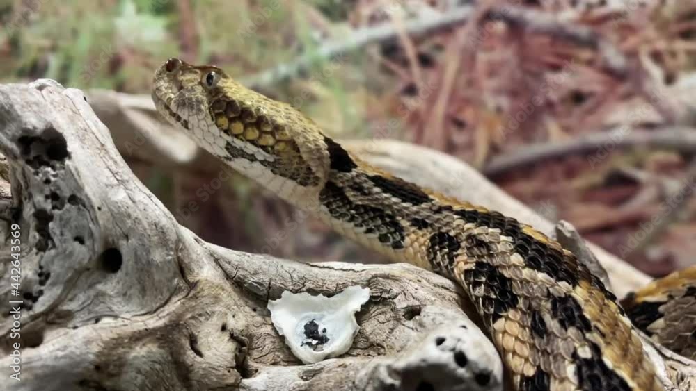 Timber Rattlesnake up close on a log Timber Rattlesnake up close on a log