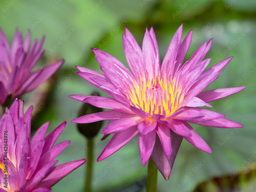 Obraz premium 熱帯スイレン