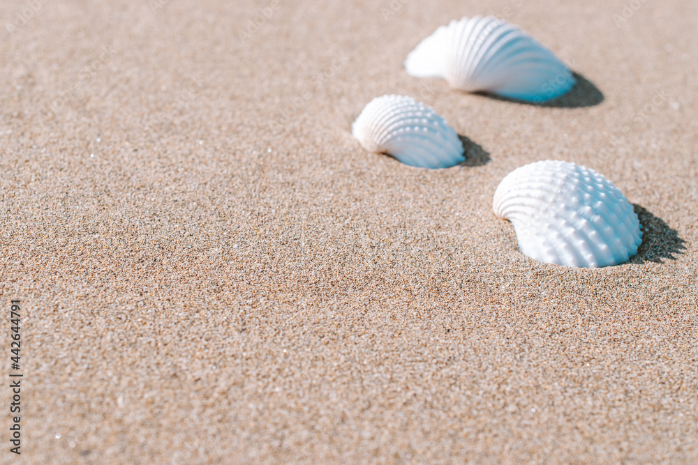 Hello summer with seashells, starfishes on sand ocean beach background. Exotic beach with copy space. Hello summer with seashells, starfishes on sand ocean beach background. Exotic beach with copy space.