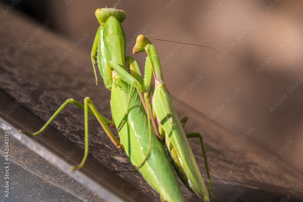 Mating of a pair of praying mantises. Close up of pair of European mantis or Praying mantis copulating in nature. Mating of a pair of praying mantises. Close up of pair of European mantis or Praying mantis copulating in nature.