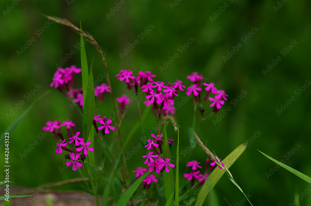 flowers in the meadow flowers in the meadow