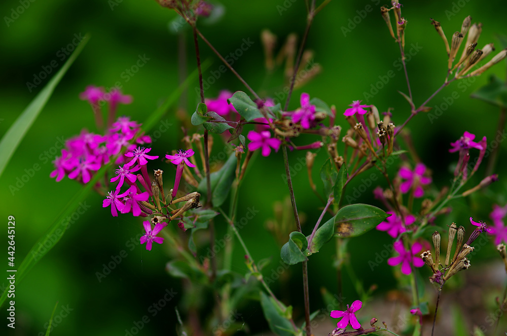 flowers in the meadow flowers in the meadow
