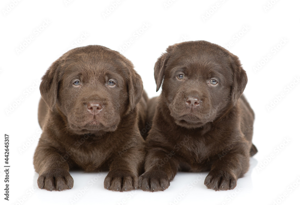 Two young puppies Chocolate Labrador Retriever looks at camera in front view. isolated on white background Two young puppies Chocolate Labrador Retriever looks at camera in front view. isolated on white background