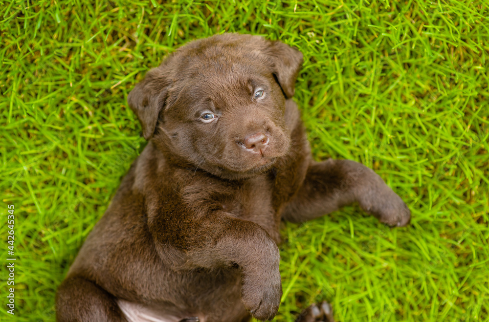 Obraz premium Cute Chocolate Labrador Retriever Puppy lying on its back on summer green grass. Top down view
