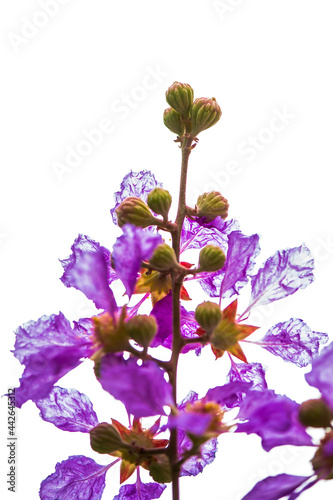 Violet Lagerstroemia floribunda flower in garden on white isolated.