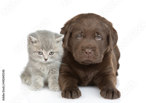 Chocolate Labrador Retriever puppy lies with tiny kitten together in front view. isolated on white background