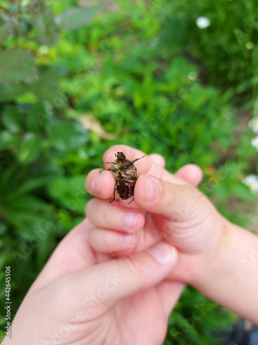the child holds a Chafer in his palm. the kid explores nature, catches insects. childhood, learns the world around. child development.