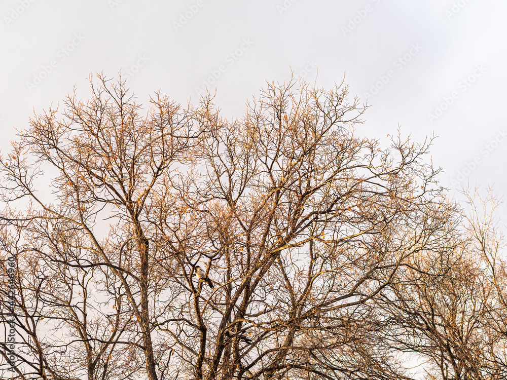 Autumn or winter tree branches without leaves against a clear blue sky. Autumn or winter tree branches without leaves against a clear blue sky.