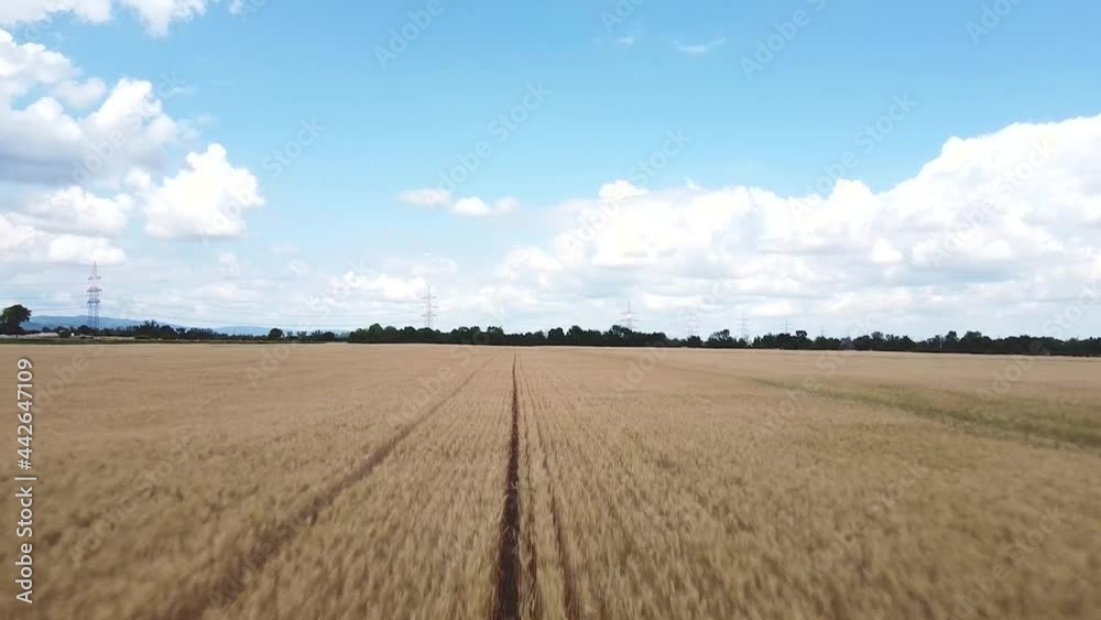 Fast backward drone flight over a wheat field blue sky with clouds Fast backward drone flight over a wheat field blue sky with clouds