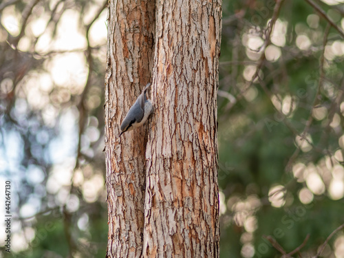 Eurasian nuthatch or wood nuthatch, lat. Sitta europaea, sitting on a tree trunk with a blurred background.