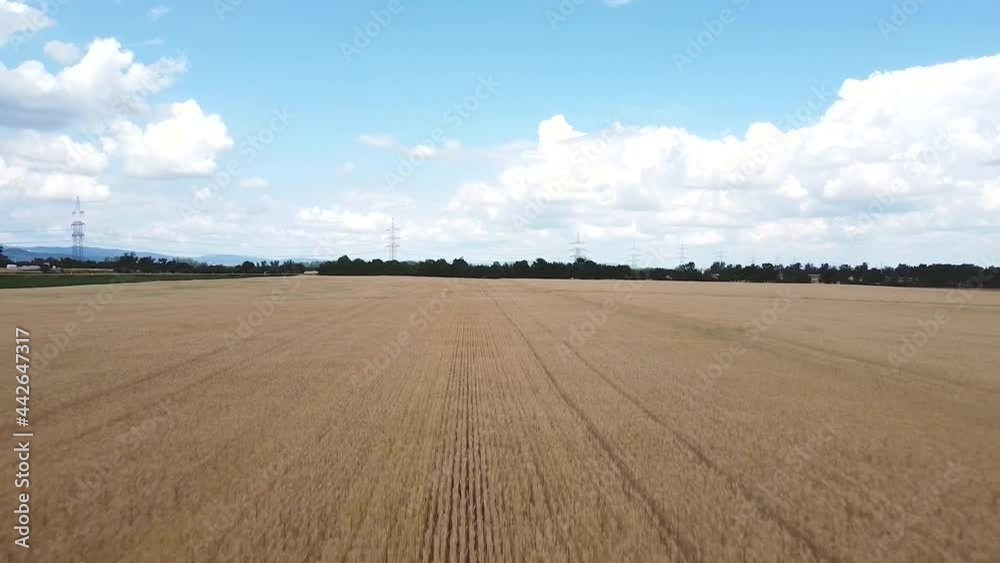Backward drone flight over a wheat field blue sky with clouds Backward drone flight over a wheat field blue sky with clouds