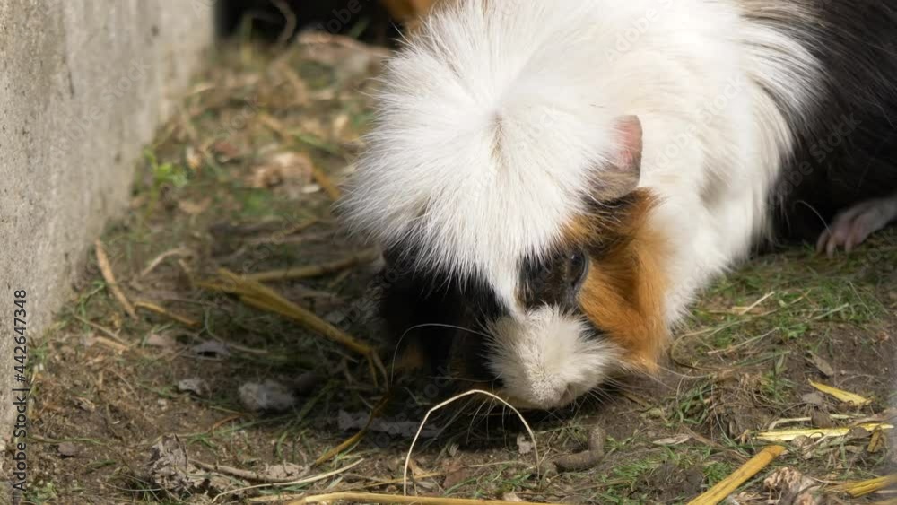 Close up of cute white and brown guinea pig looking for food 4k Close up of cute white and brown guinea pig looking for food 4k