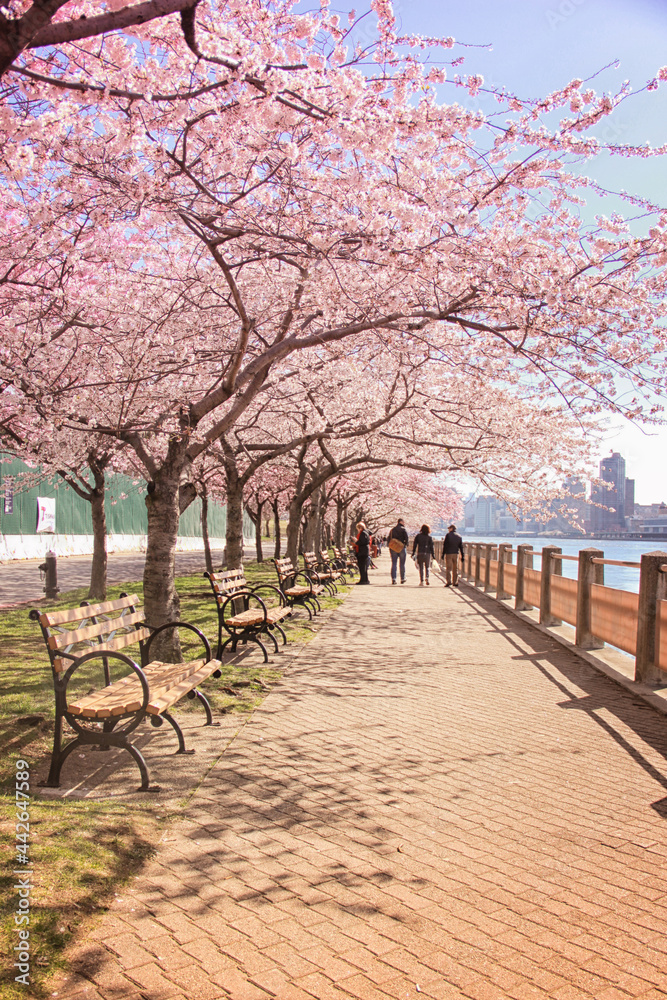 Walking pad in Roosevelt Island with the cherry blossoms blooming Walking pad in Roosevelt Island with the cherry blossoms blooming