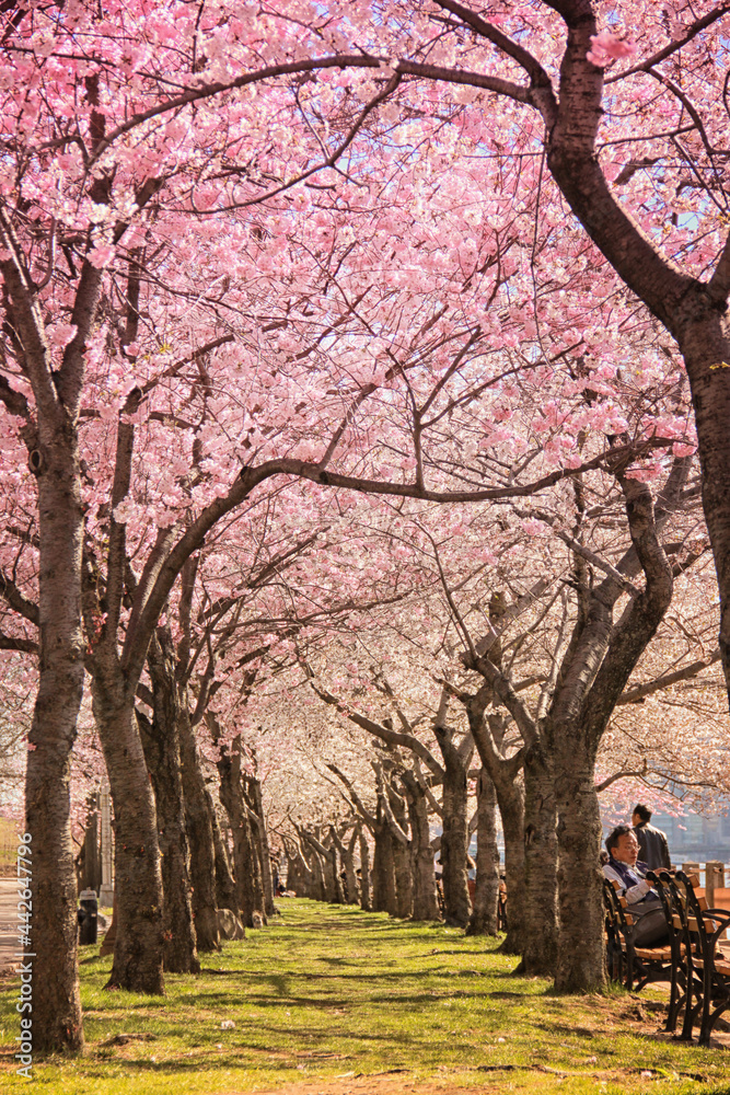Roosevelt Island with the cherry blossoms blooming Roosevelt Island with the cherry blossoms blooming