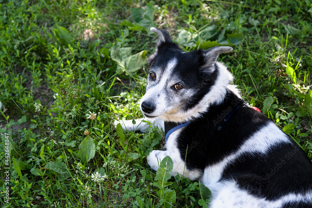 Dog on the grass. The black and white mongrel lies on the green grass in summer and enjoys the warmth. 