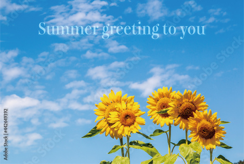 Fototapeta Naklejka Na Ścianę i Meble -  暑中見舞い　爽やかな夏空と綺麗なヒマワリの花