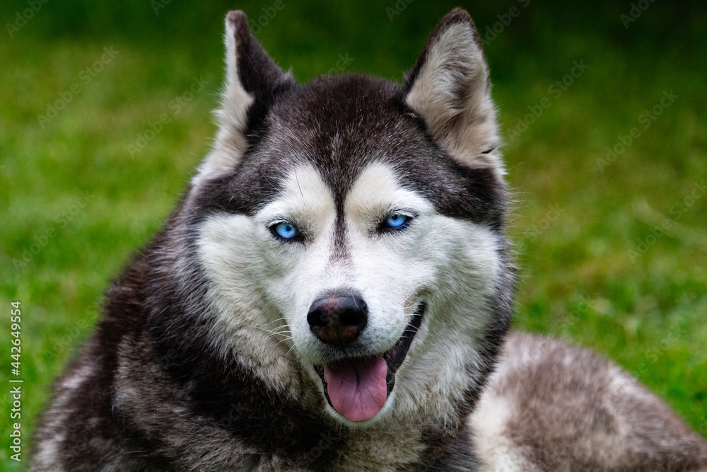 adult beautiful husky dog resting on the grass adult beautiful husky dog resting on the grass