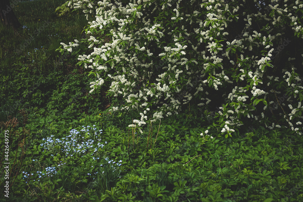 Forget me nots wildflowers on the background of the summer landscape. bird-cherry tree Forget me nots wildflowers on the background of the summer landscape. bird-cherry tree