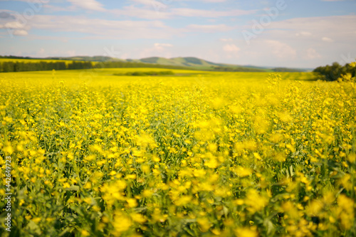 yellow rapeseed flowers in field. selective focus © avtk
