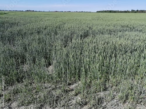 campo agircolo in campagna