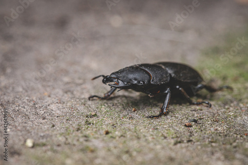 Dorcus parallelipipedus  the lesser stag beetle  is a species of stag beetle found in Europe 