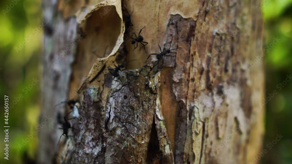 Ant family behind the peel of a tree. Observation of nature and creatures concept. Forest ants running around. Big black ants collecting small particles of wood. An ant colony, also called a formicary Ant family behind the peel of a tree. Observation of nature and creatures concept. Forest ants running around. Big black ants collecting small particles of wood. An ant colony, also called a formicary