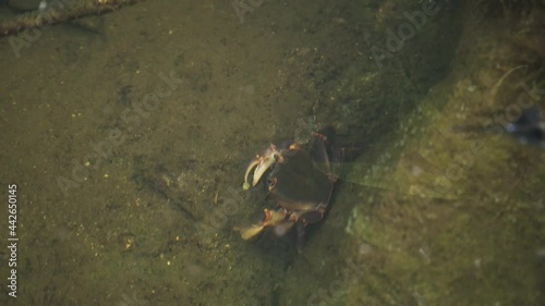 A crab in the jungle of Vietnam. Green crab or Shore crab (Carcinus maenas) and goby fish on the seabed. photo