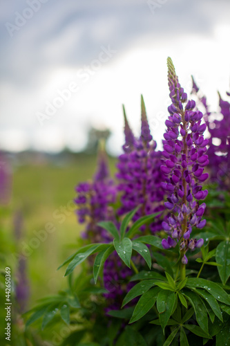 Blooming macro lupine flower. Lupine field with pink purple and blue flower. Bunch of lupines summer flower background. A field of lupines. Violet spring and summer flower