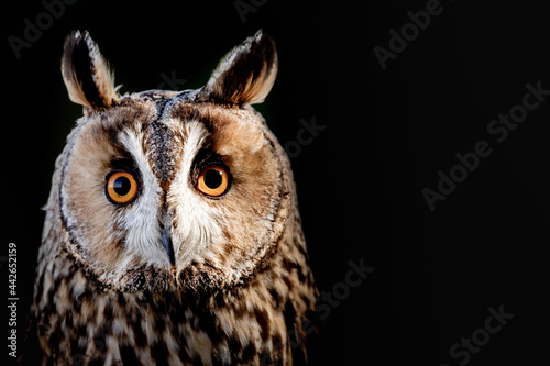 owl looking 