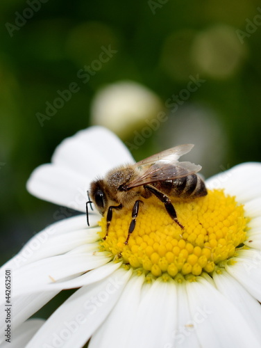 European honey bee Apis mellifera on a daisy flower