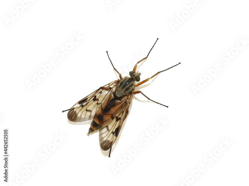 Downlooker snipefly Rhagio scolopaceus isolated on white background photo