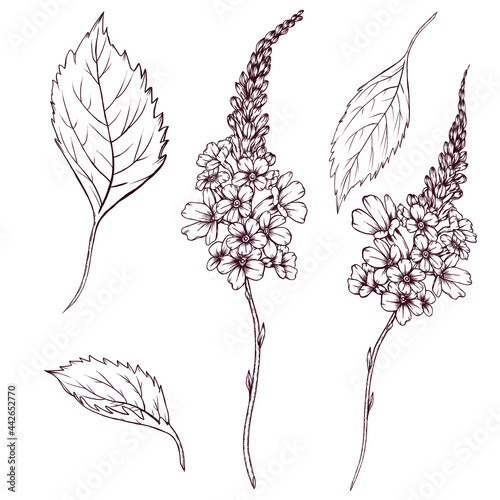 Vervain herb sketch, flowers and leaves, alternative medicine, medical herb illustration, summer botanica, healing flower vintage style drawing, verbena officinalis