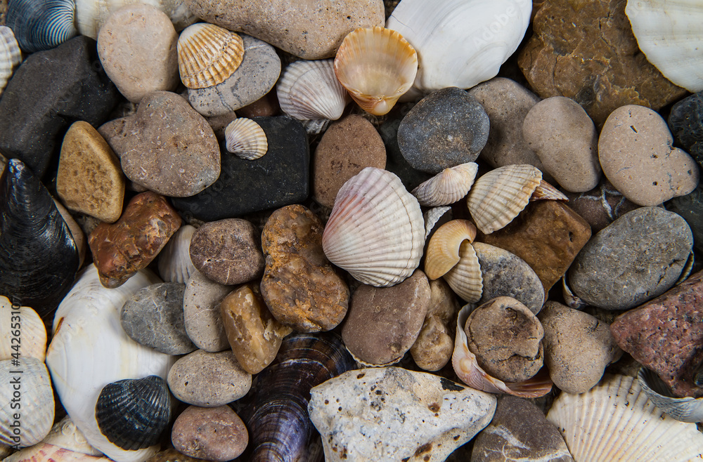 Seashells and pebbles close up. Background texture of stones and scallop shells. 