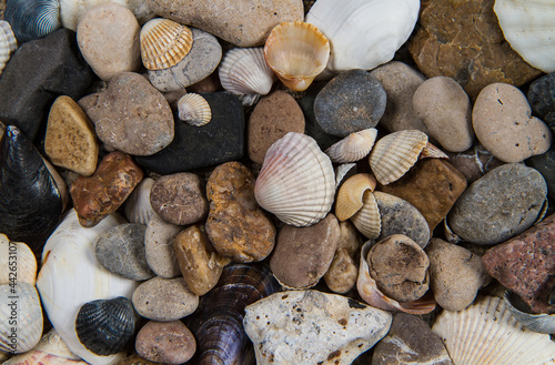 Seashells and pebbles close up. Background texture of stones and scallop shells. 