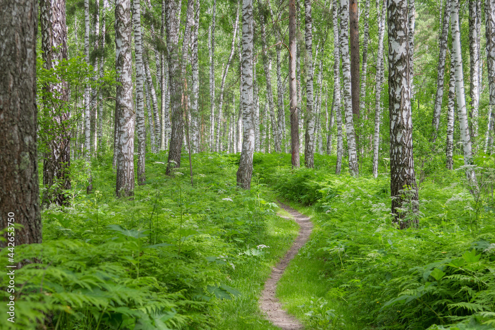 Forest Path