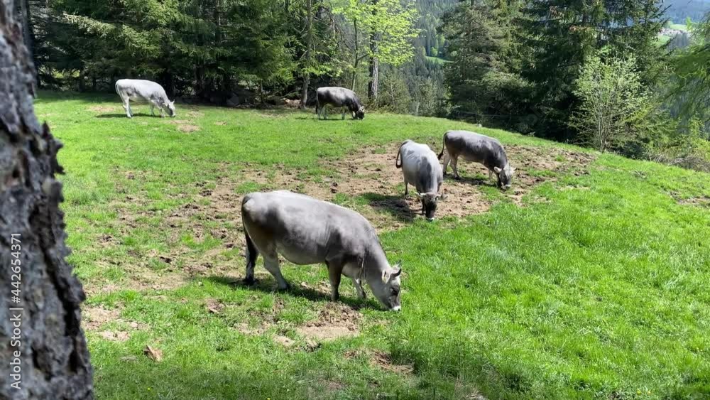 A group of grey cows hillside in the mountains on a small meadow in the forest. Cows are eating green grass, standing on the field, it's summer. A group of grey cows hillside in the mountains on a small meadow in the forest. Cows are eating green grass, standing on the field, it's summer.