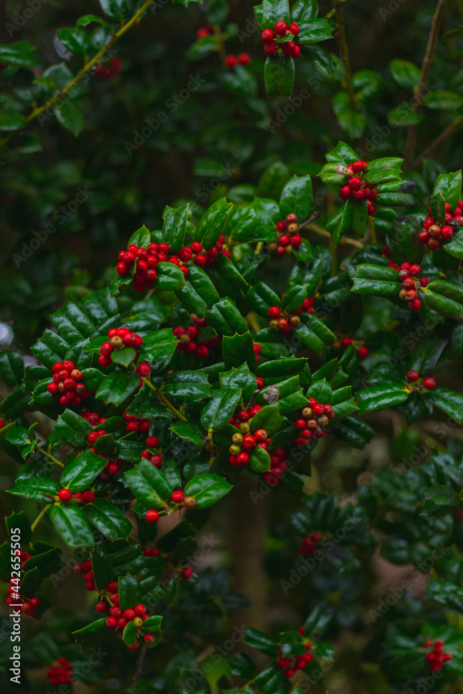 Red berry with green leaves
