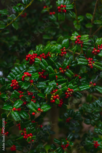 Red berry with green leaves