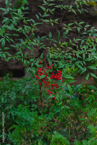 Red berry with green leaves