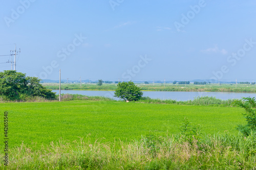 Blue sky with green field and big tree