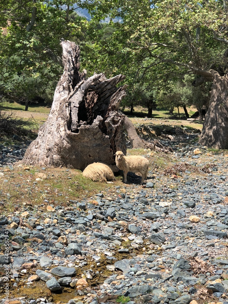 Fototapeta premium Sheeps roaming freely in the hills on the Greek island Samothraki