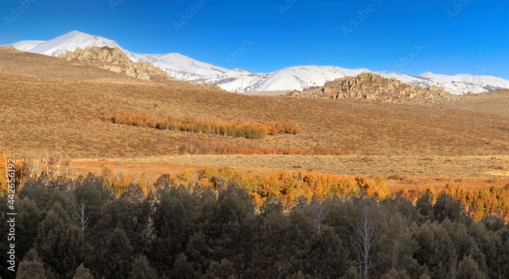 Autumn. California Eastern Sierra, along hwy 395, during an early morning road trip, I stopped to capture the golden yellow hues of the foothill pastures.