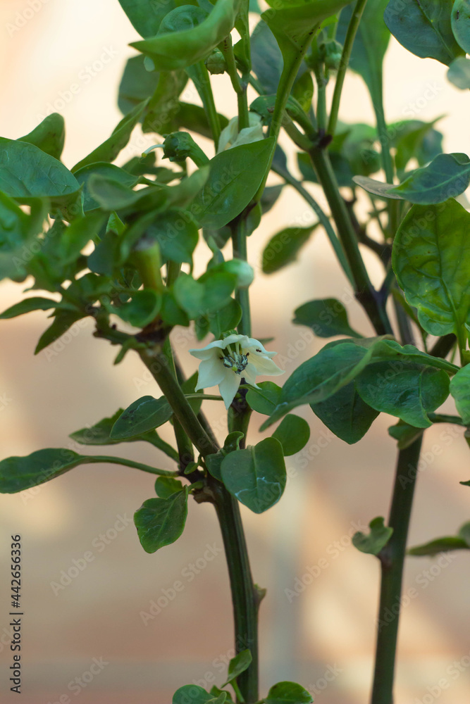 Close up Capsicum annuum flower,
Royal Embers.Typical Capsicum annuum plant,This species is the most common and extensively cultivated of the five domesticated capsicums,Italian organic garden. Close up Capsicum annuum flower,
Royal Embers.Typical Capsicum annuum plant,This species is the most common and extensively cultivated of the five domesticated capsicums,Italian organic garden.